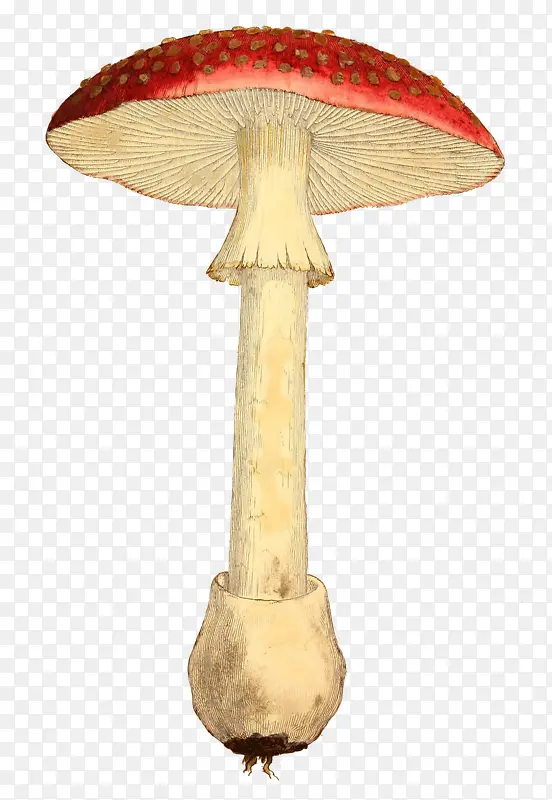 好吃的蘑菇