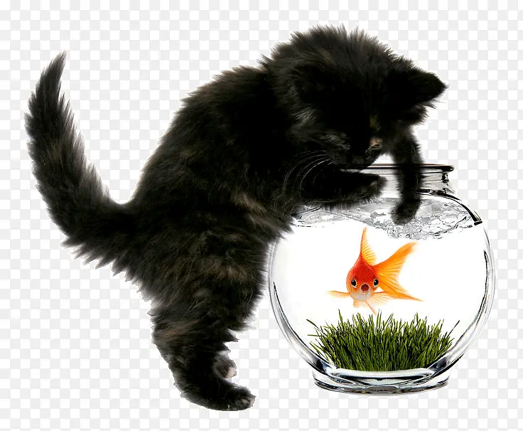 创意小猫与金鱼