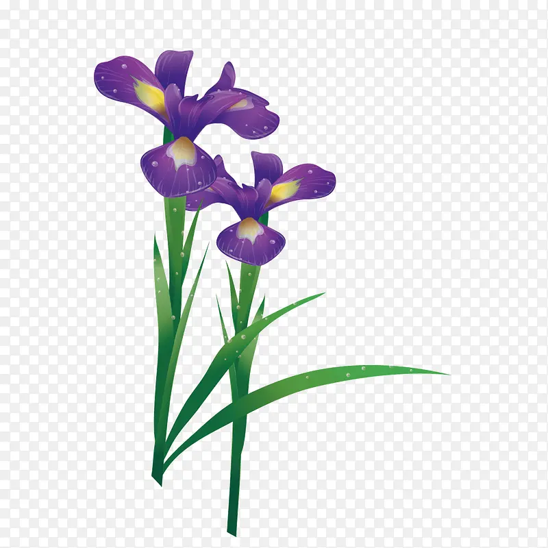矢量两束花朵紫草