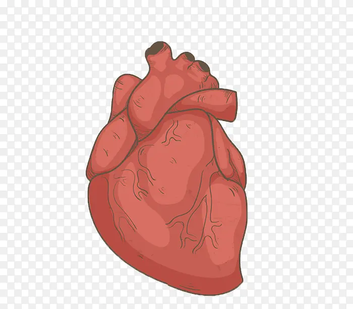 手绘人体心脏