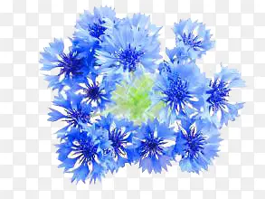 鲜花素材