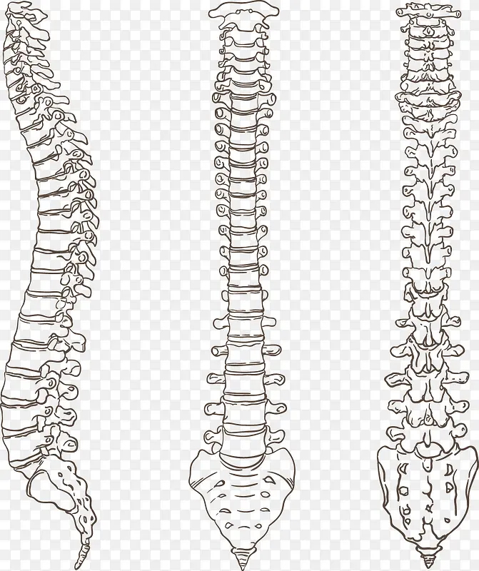 矢量手绘3根脊柱骨骼