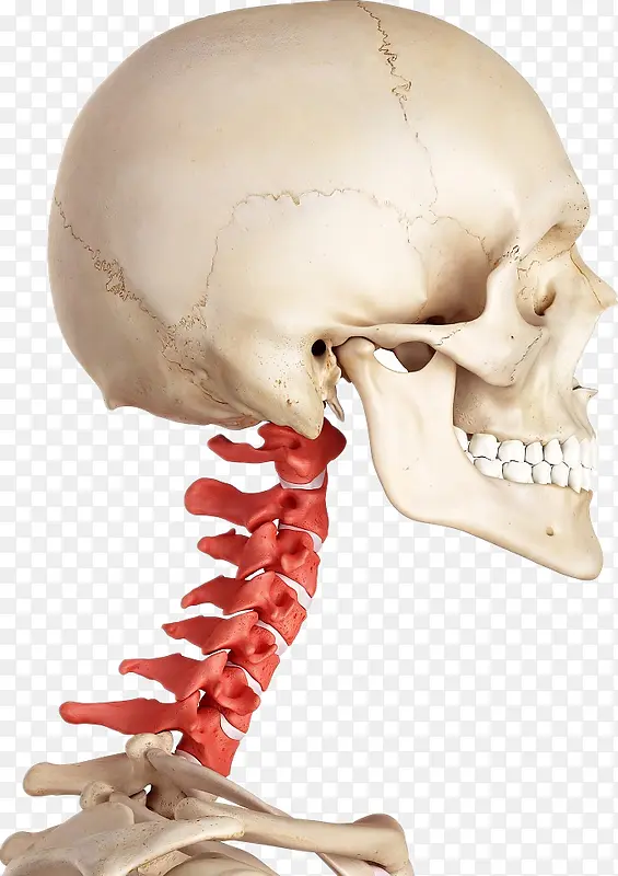 人体骨骼骨架脊柱颈椎