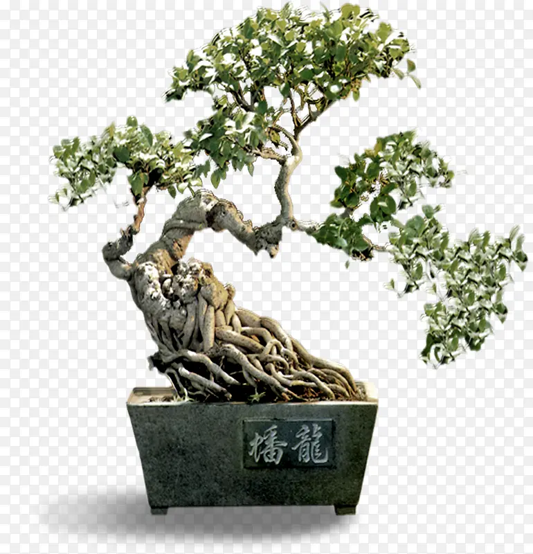 盆栽PNG图片素材下载_图片编号8511854-PNG素材网