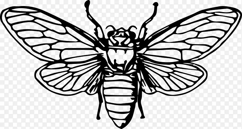 蜜蜂昆虫动物