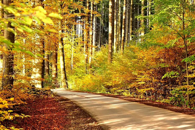 秋天树林道路风景