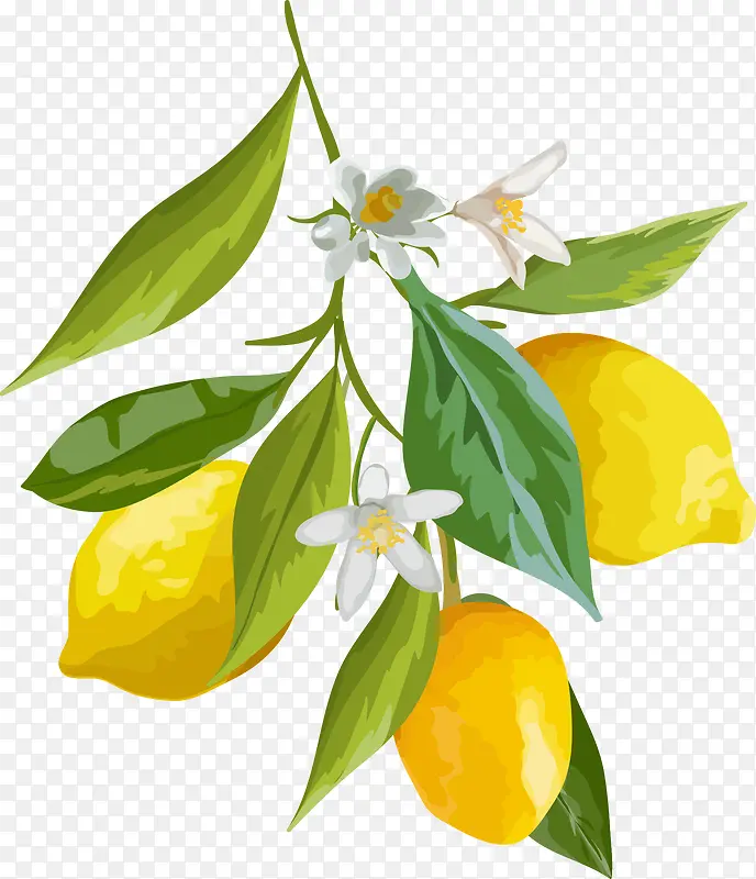 卡通柠檬白色花朵树叶矢量图