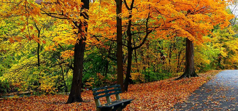 秋季公园背景