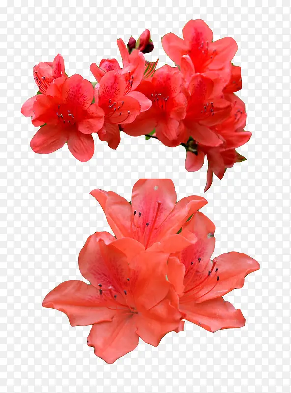 红色杜鹃花