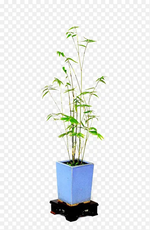 凤尾竹种植
