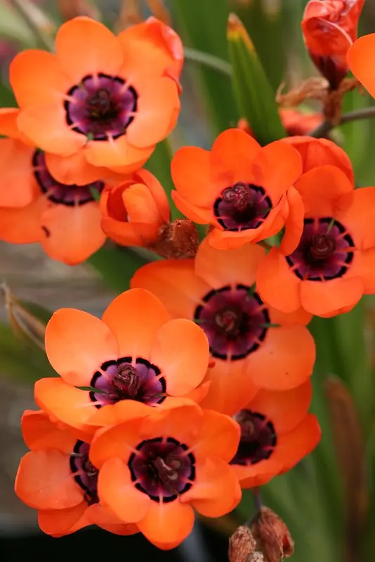 唯美橙红色花朵元素