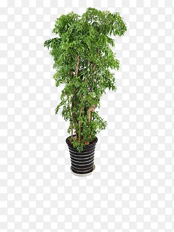家居植物PNG图片素材下载_图片编号8515993-PNG素材网