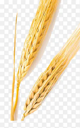 一颗成熟小麦
