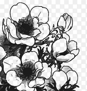 黑白花朵