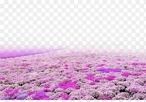 紫色浪漫花海