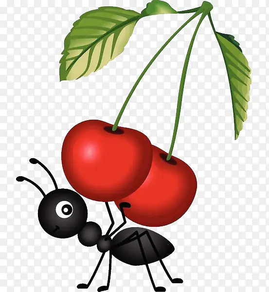 摘樱桃的蚂蚁