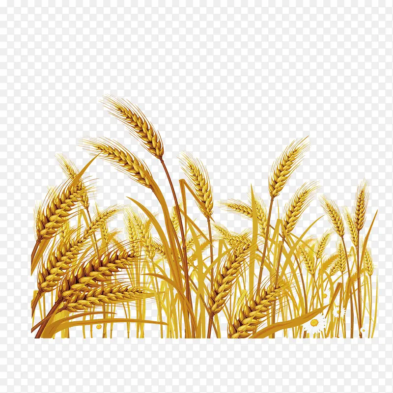 丰收的小麦