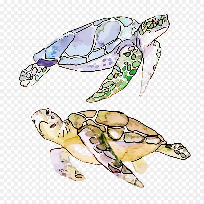 水彩海龟