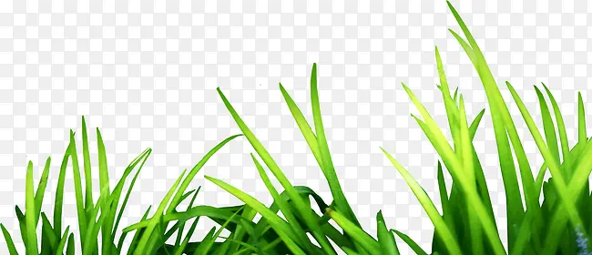 绿色茂盛的小草
