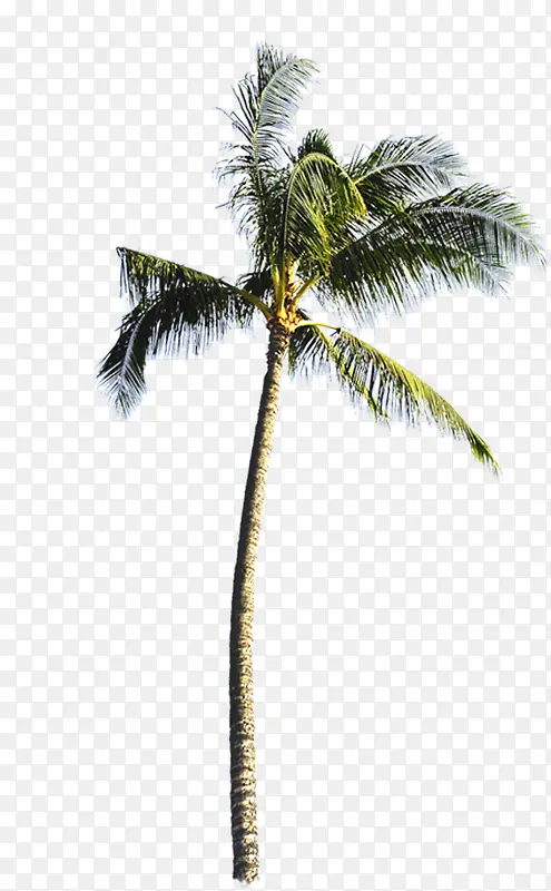 北风吹动的椰子树