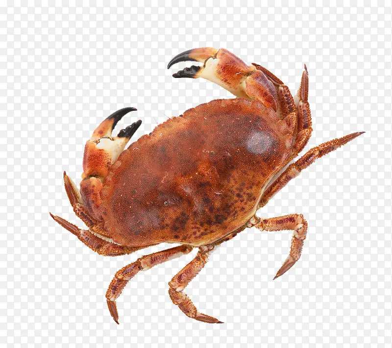 一个螃蟹