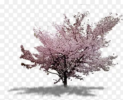 高清摄影在春天开花的桃树