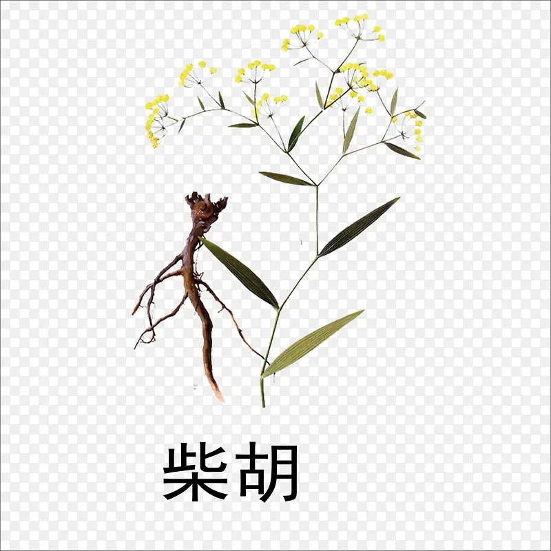 柴胡PNG图片素材下载_图片编号8555660-PNG素材网