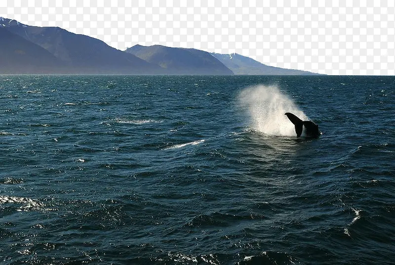 胡萨维克观鲸