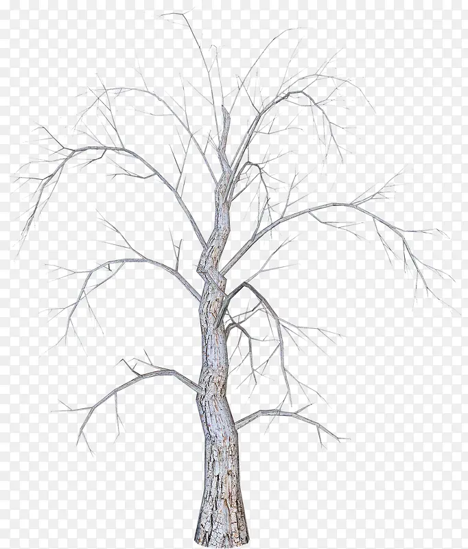 冬天的枯树