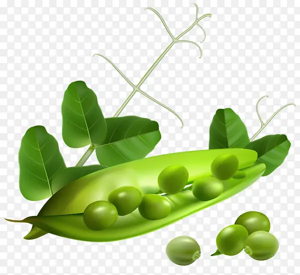 豌豆荚绿叶