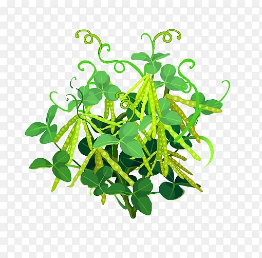 豌豆荚植物