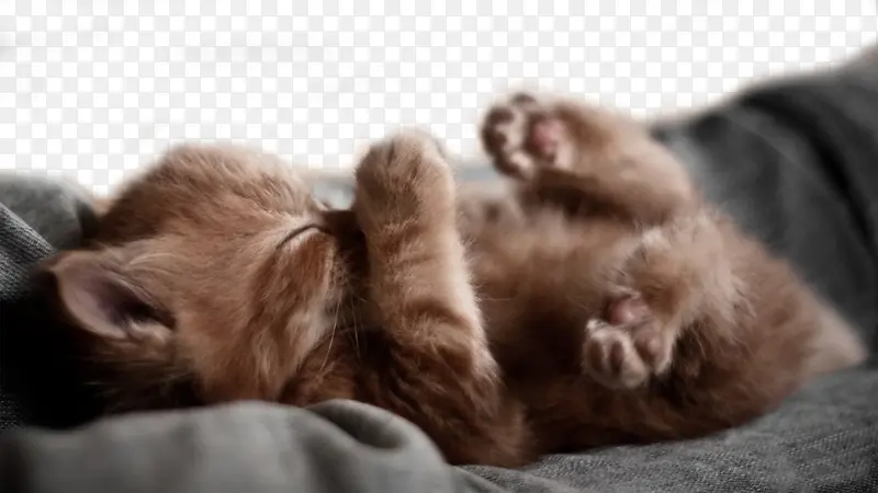 被子里熟睡的小猫