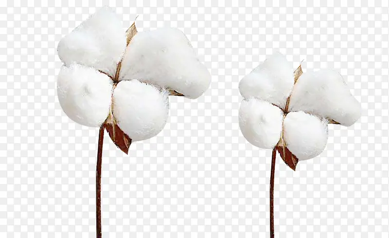 两朵精梳棉棉花植物图片素材