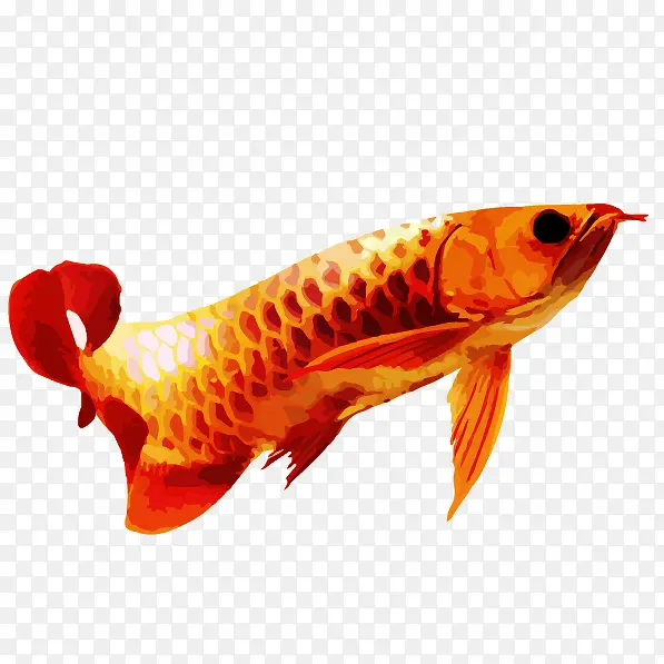 手绘风格化红龙鱼