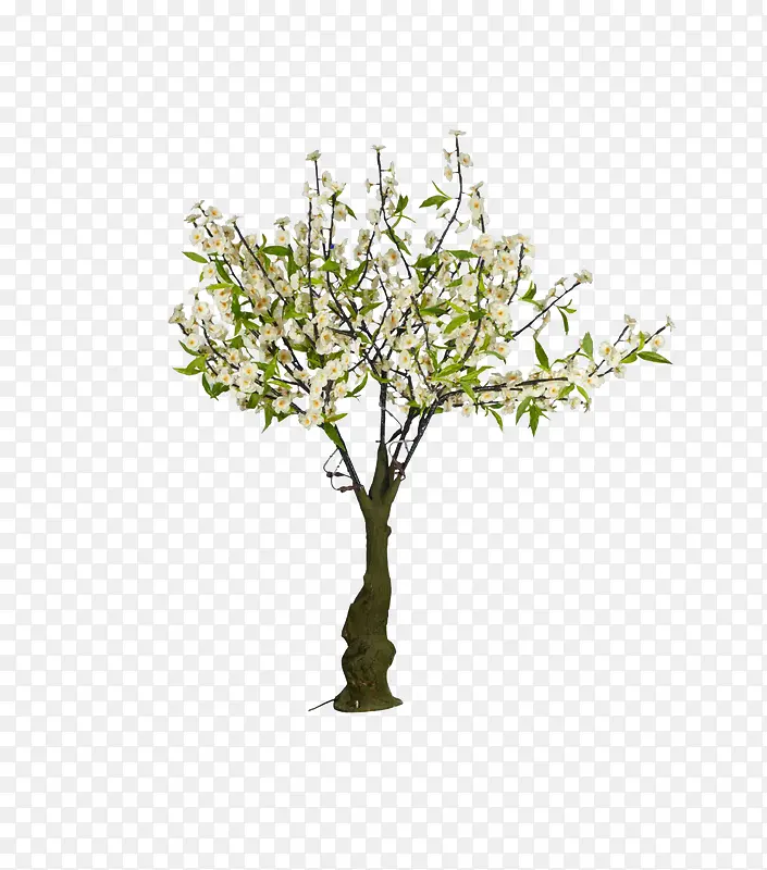 一棵白花树