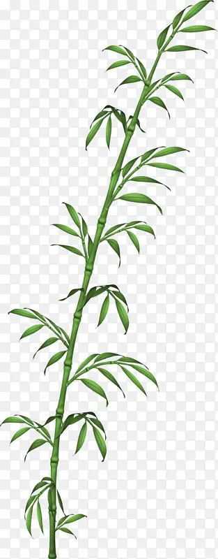 一棵竹子