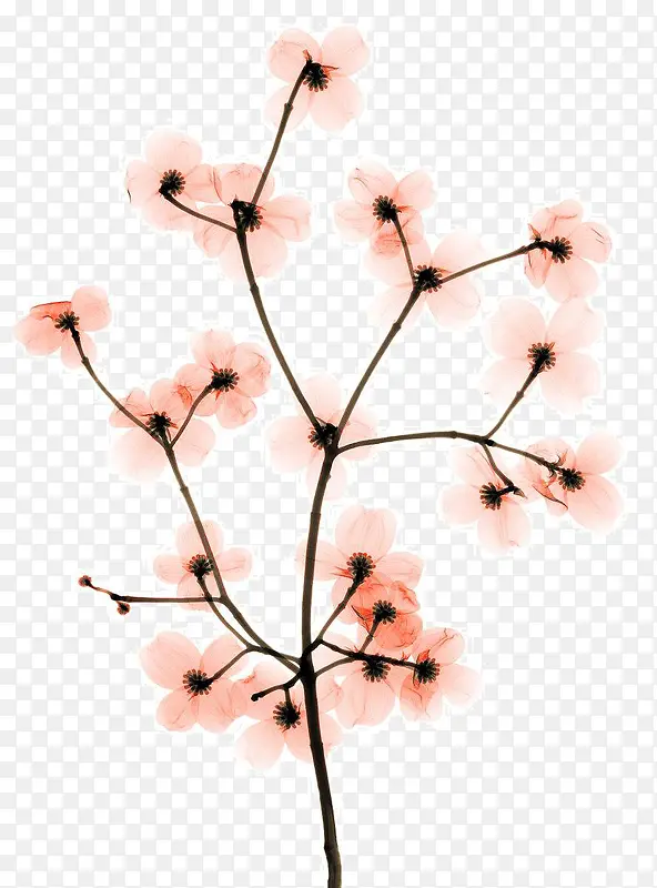 山茱萸树x射线