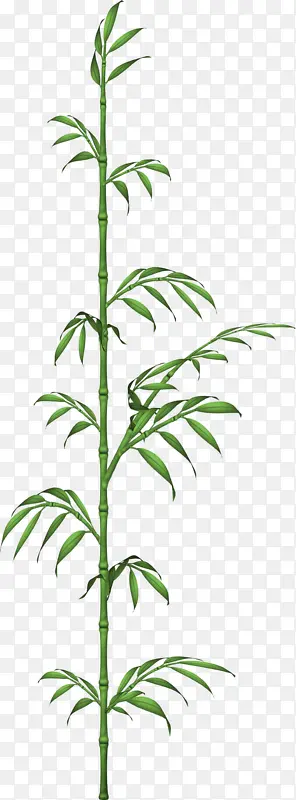 一棵竹子
