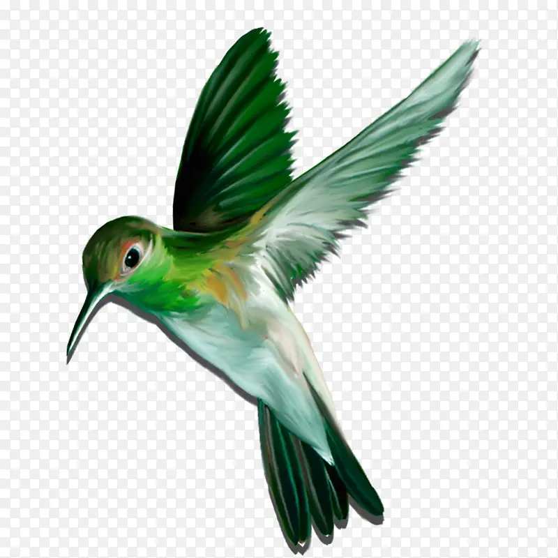 绿色小鸟
