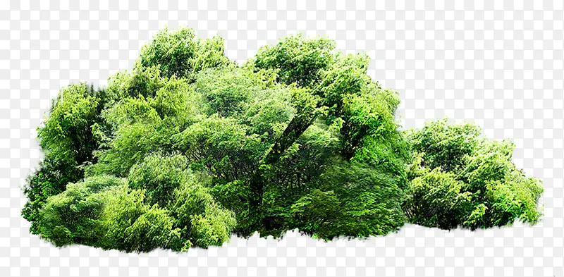 绿色植物PNG图片素材下载_图片编号8575495-PNG素材网
