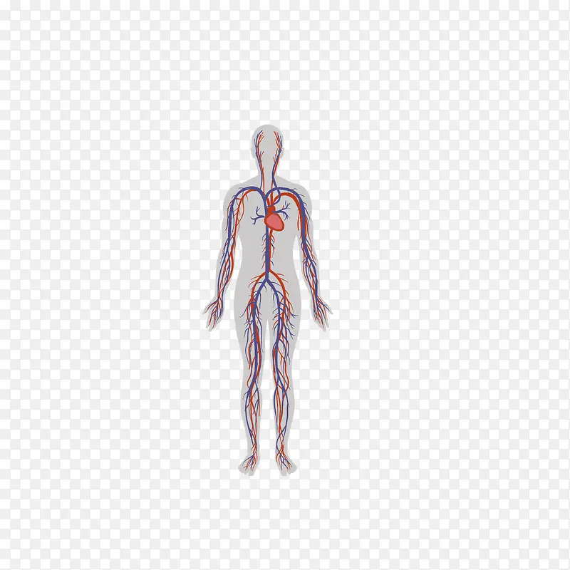 彩绘人体器官心脏