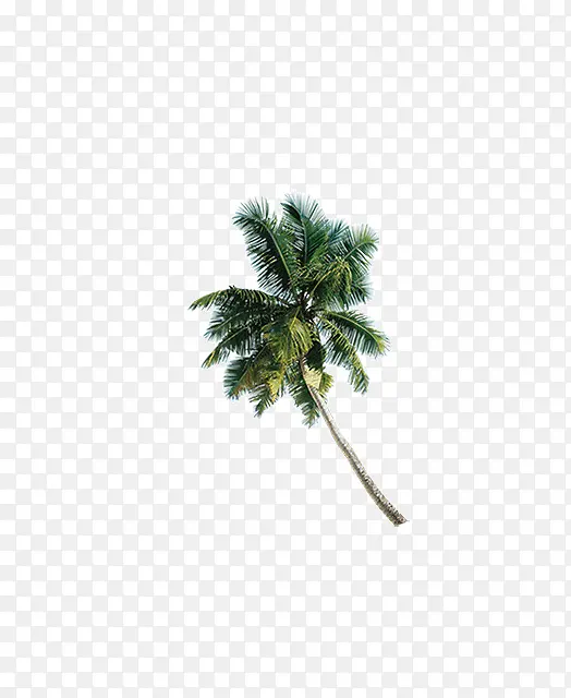 海南的椰子树