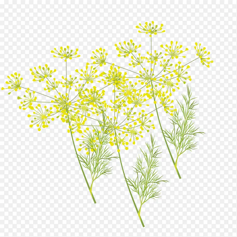 黄色葱花
