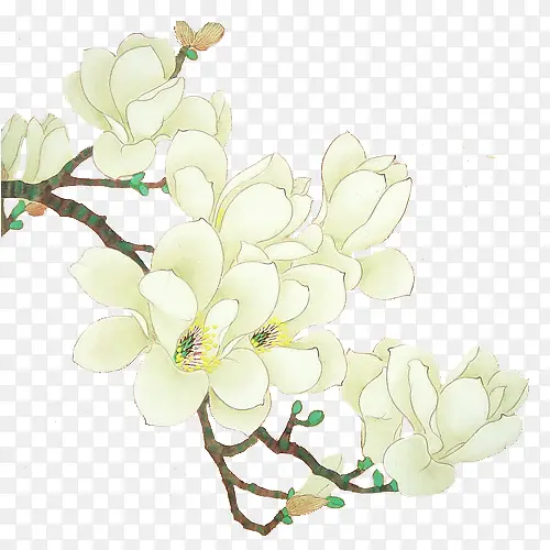 白兰花花朵