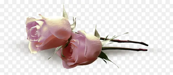 两只粉色玫瑰花