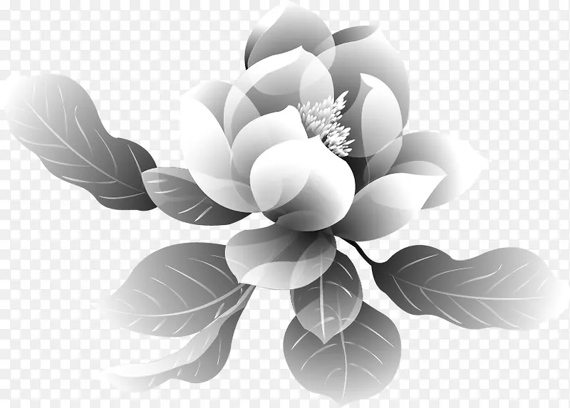 花纹 花 底纹 牡丹
