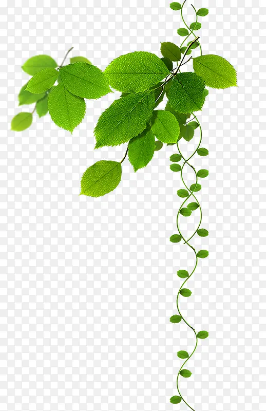 免抠春节绿色树叶装饰