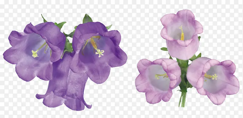 紫色风铃草