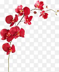 高清摄影创意红色的梅花花卉