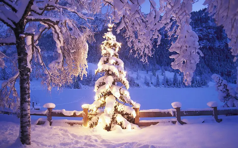 唯美圣诞树灯光夜景